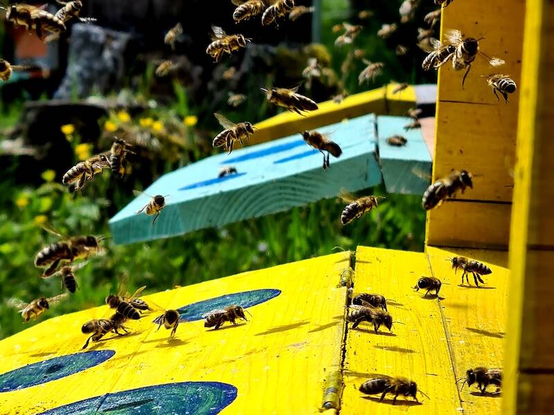 Spa des abeilles - Article - Pavillon - 4