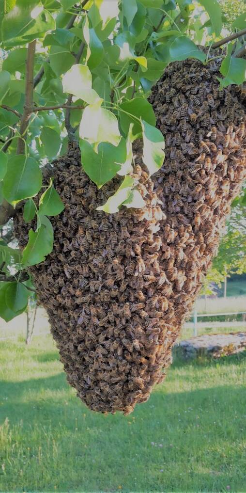 Spa des Abeilles- Santé par les abeilles - Apithérapie - Lausanne- Suisse - Activités
