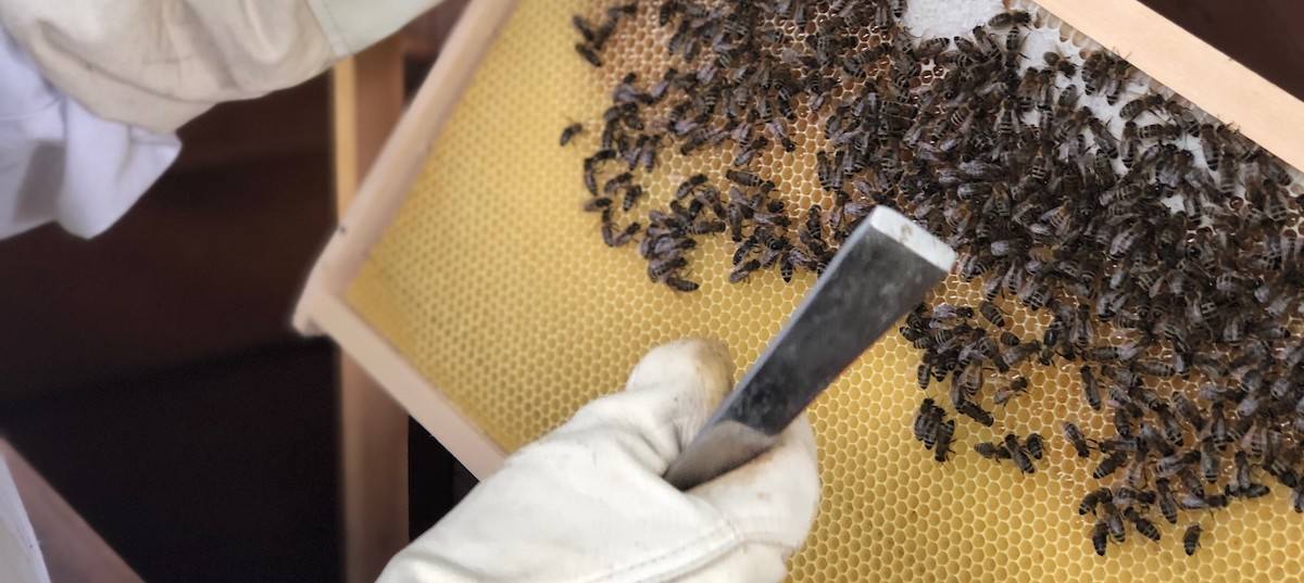 SPA des abeilles - Santé par les abeilles - Apiculture - Apitérapie Vaud - La Coudre - Lausanne Suisse - Produits
